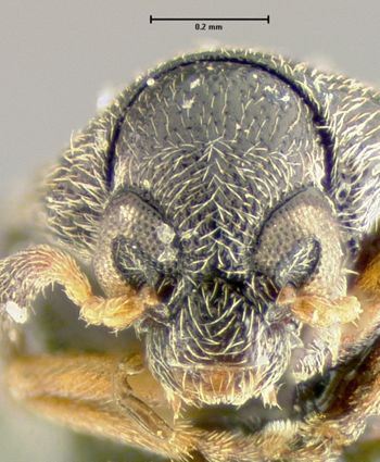 Media type: image;   Entomology 25051 Aspect: head frontal view